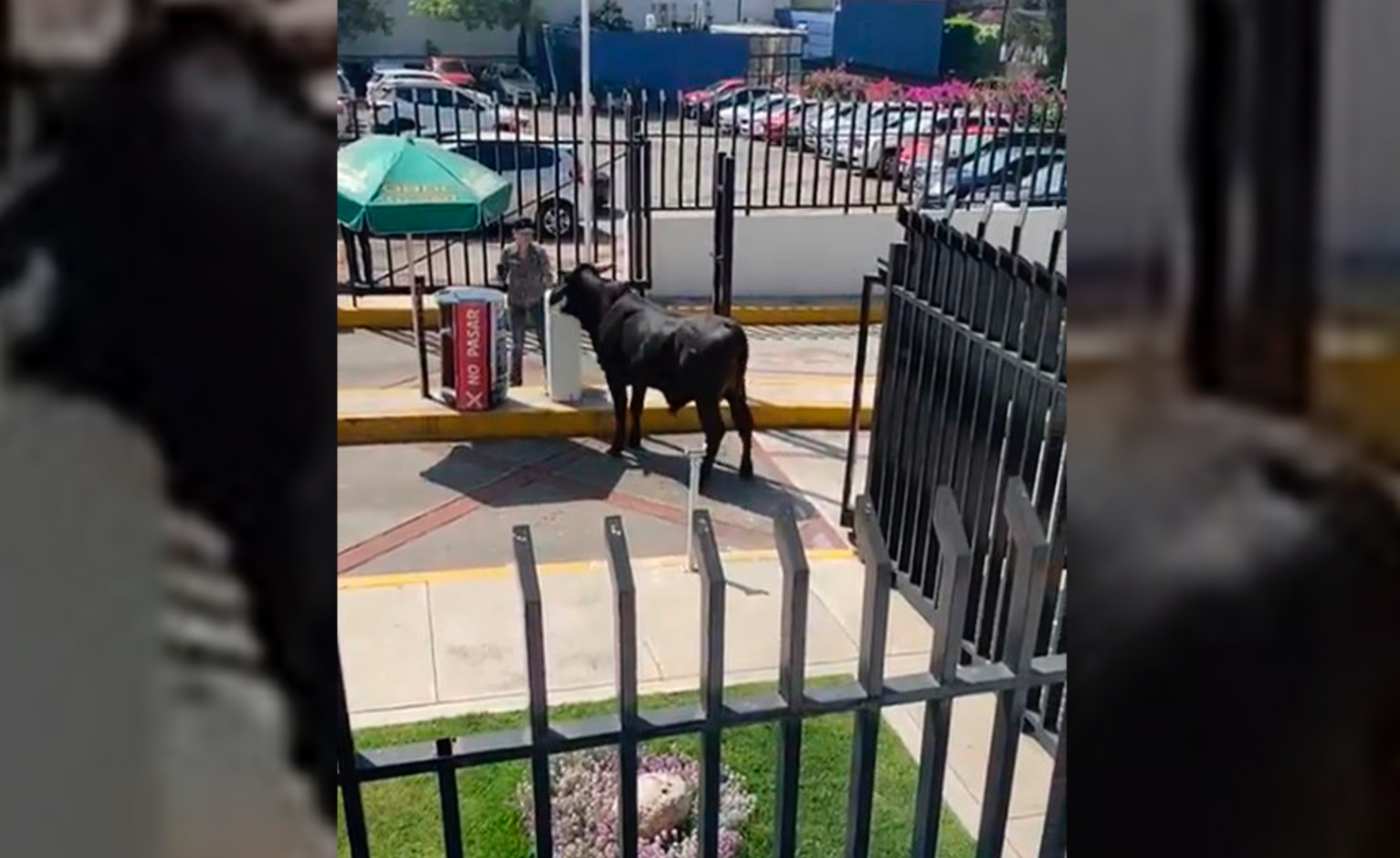 Toro se mete a escuela de La Salle en CDMX (VIDEO)